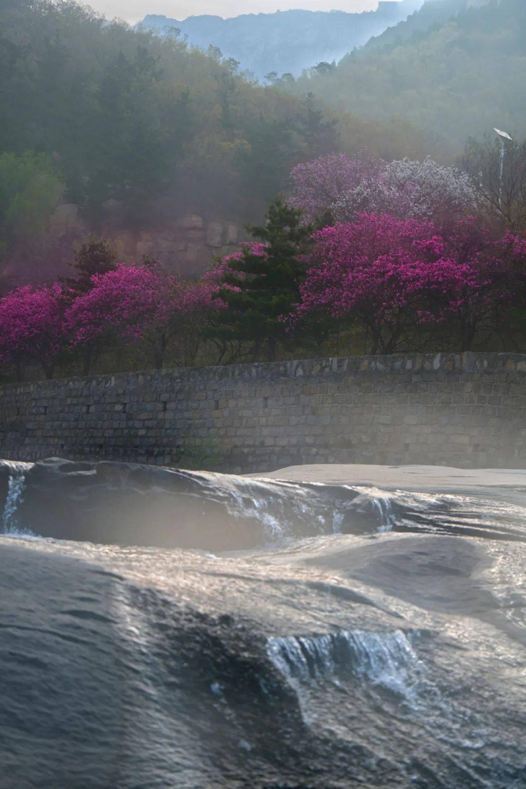 桃花峪里桃花红图片