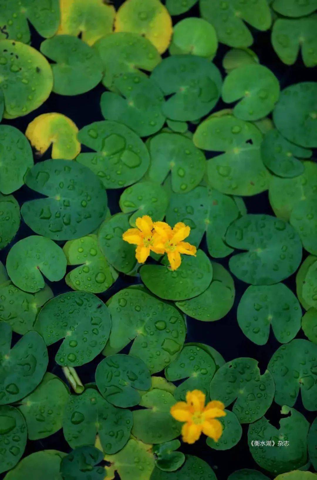 云赏衡水湖,这些湿地植物你认识吗?