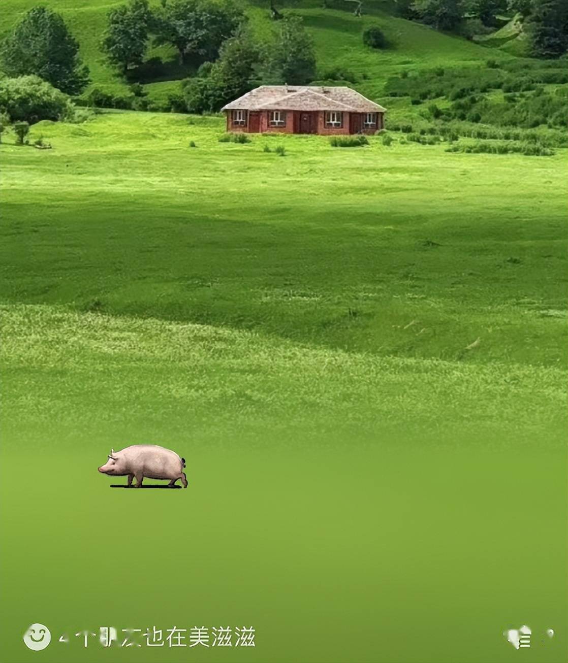 青猪壁纸图片