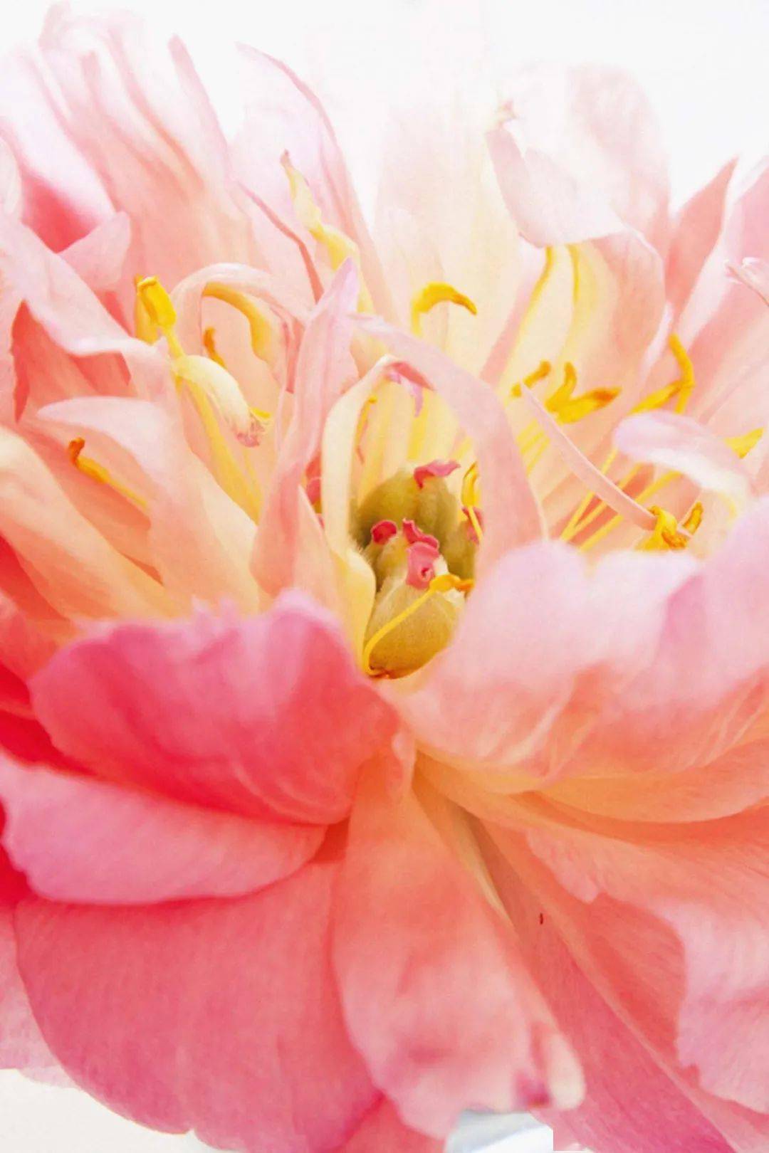 带你识花——珊瑚落日芍药_品种_花瓣_颜色