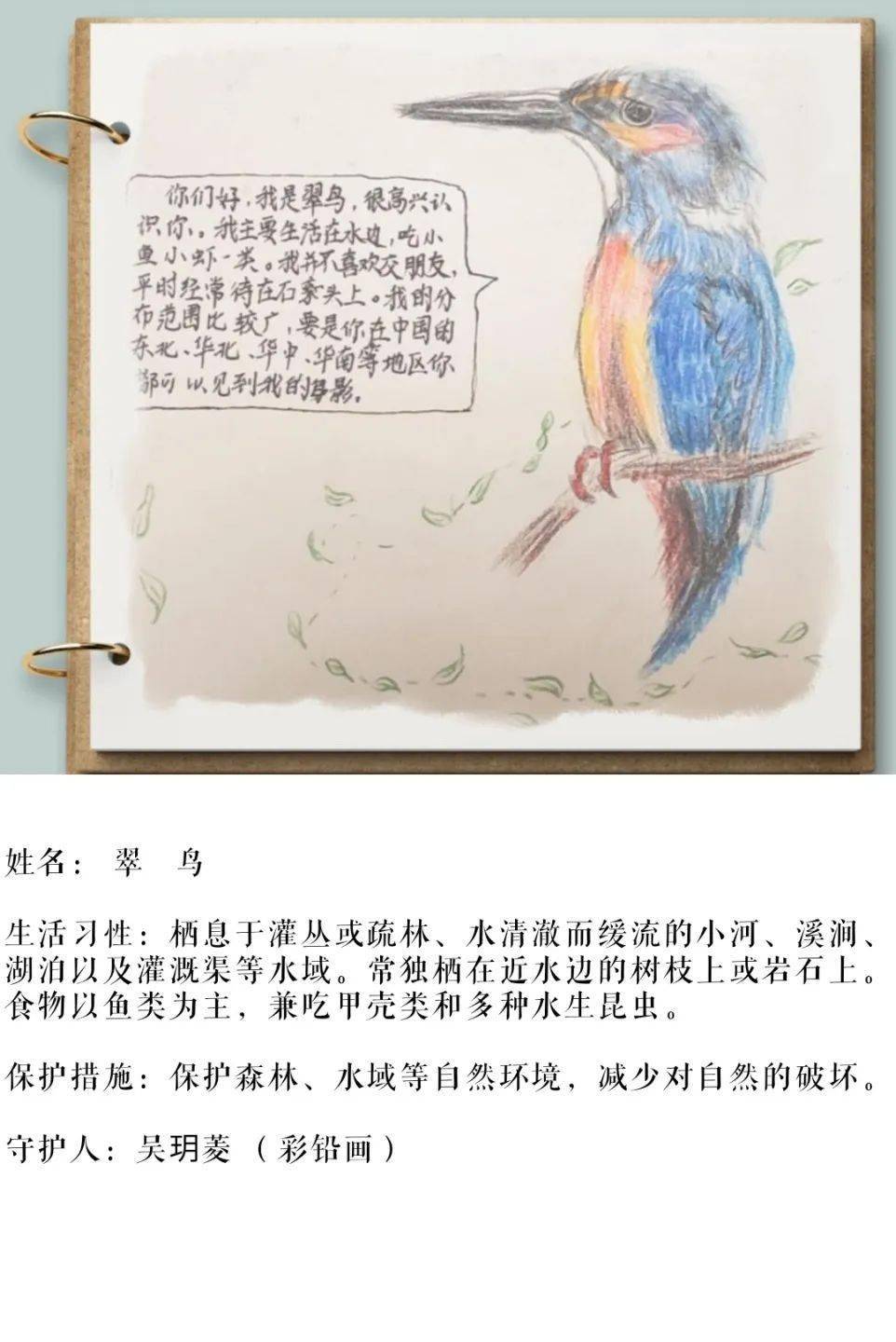 翠鸟手抄报三年级图片