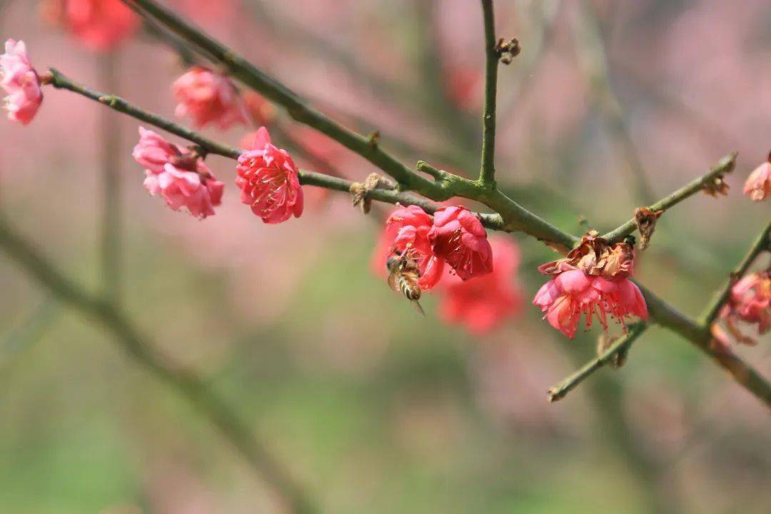 吕剑(52岁)春花 春雨 春色浓汪春美(36岁)叶东源(43岁)春风拂过绿柳