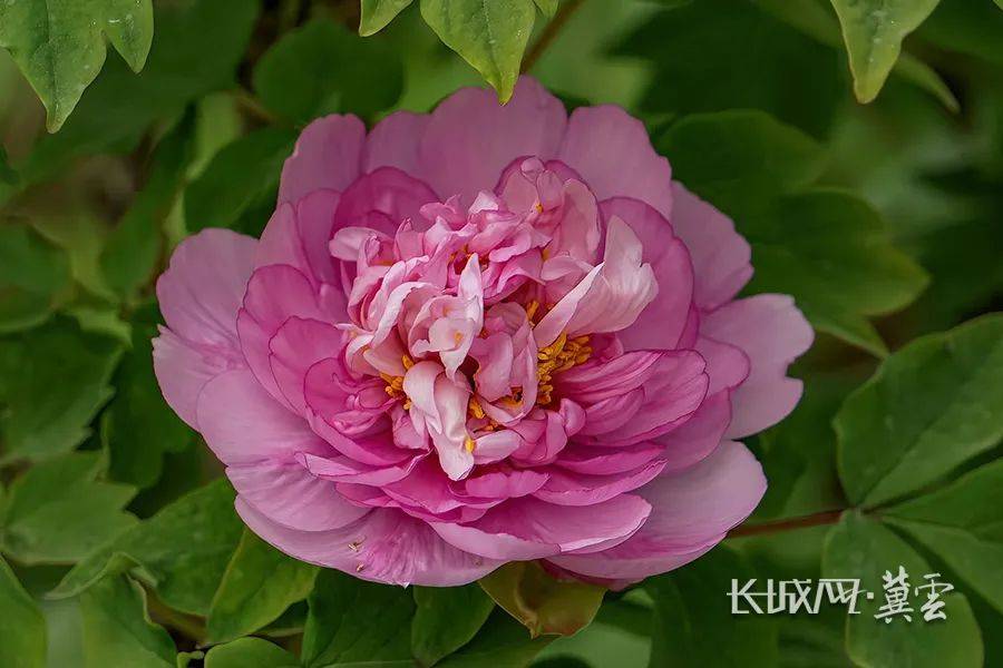 河北这些地方的牡丹开得正好