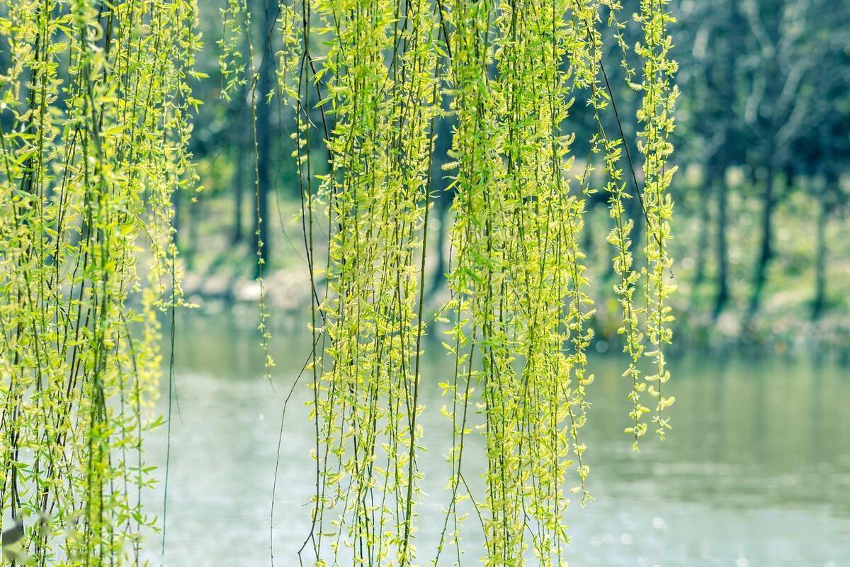 柳絲長,春雨細,花外漏聲迢遞_畫屏_鷓鴣_譯文