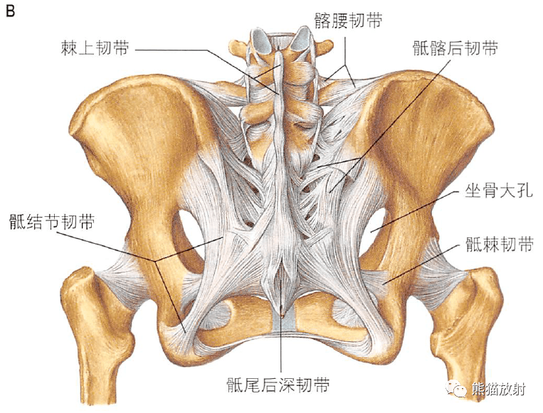 解剖丨骨盆,股骨~