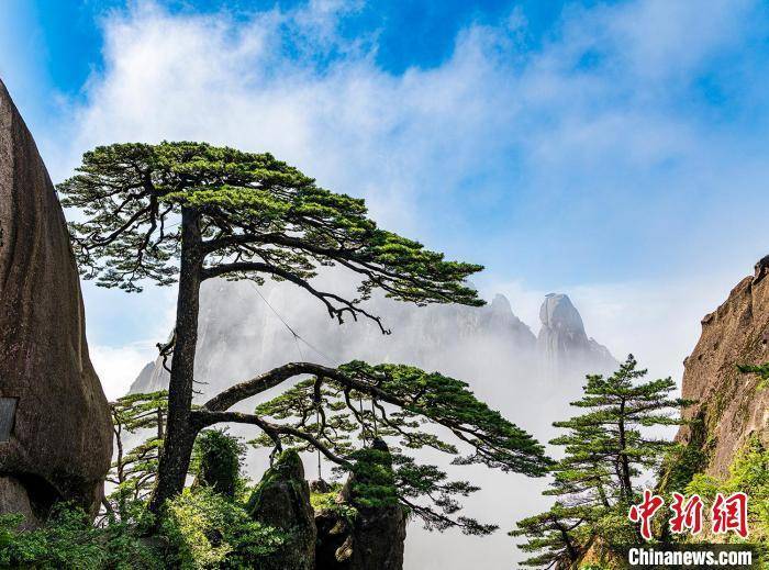 黄山迎客松何以成为中国对外交往的名片