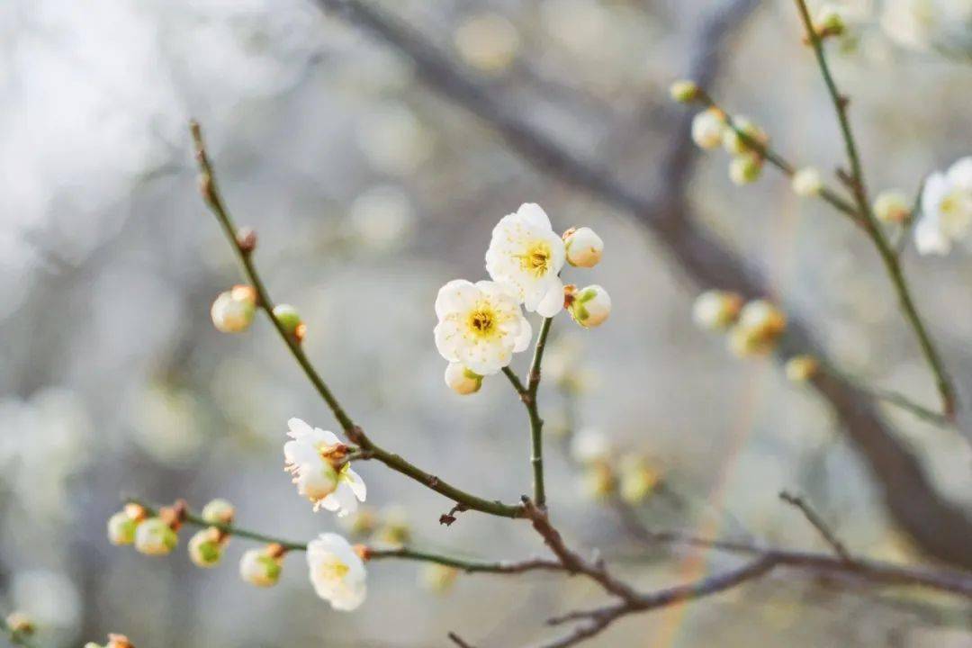 春暖花开四月含香于大外绽放