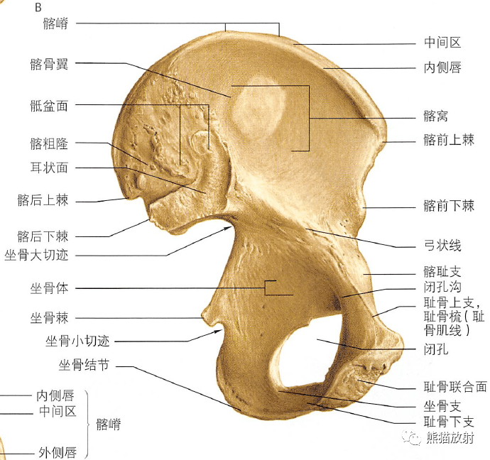 骨盆平片解剖图片