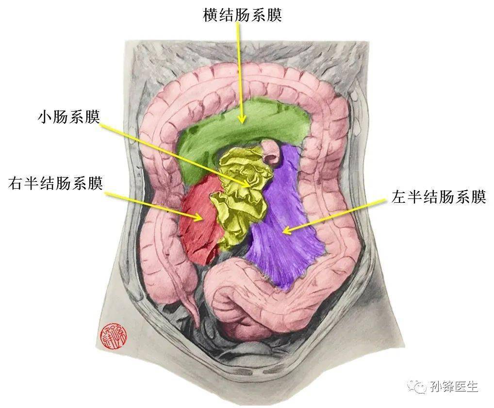 后壁原始腹膜的融合↑↑↑第一,肠系膜(mesentery)作为一个完整的器官