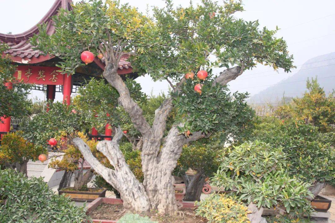 山东手造匠心枣庄石榴盆景
