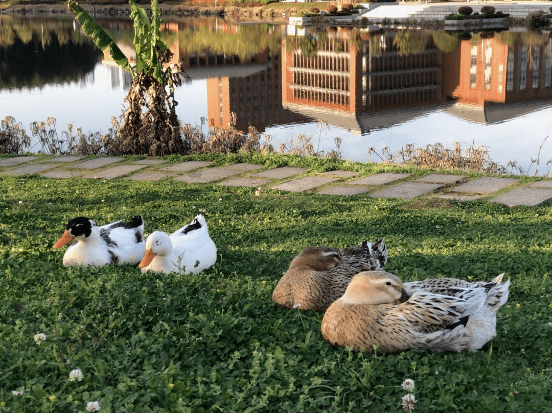 "暖春校园里的邂逅"动植物创意摄影大赛手机组网络投票开始啦!