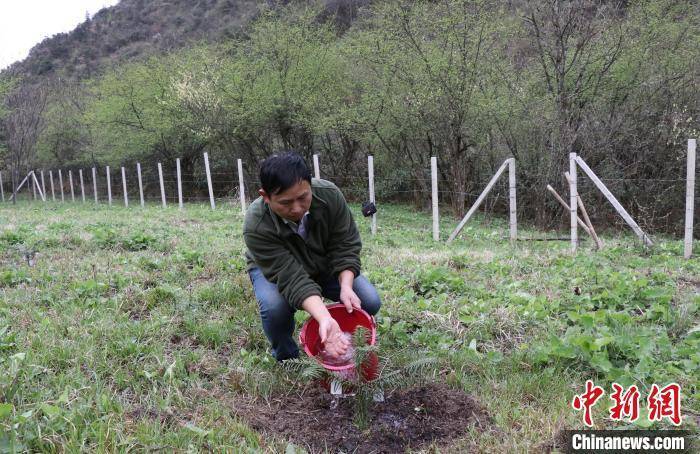 濒危植物资源冷杉广西野外回归取得突破