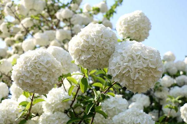 绣球花开 一眼沦陷 此花开尽 春已规圆 白色 花白玉 许下