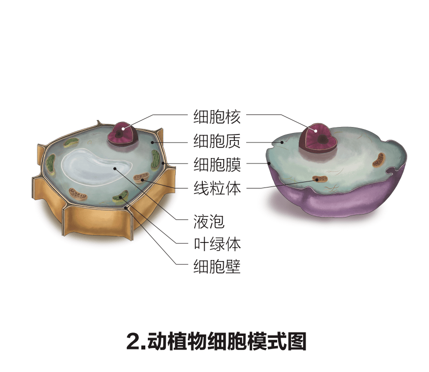 中考生物初中生物重点识图