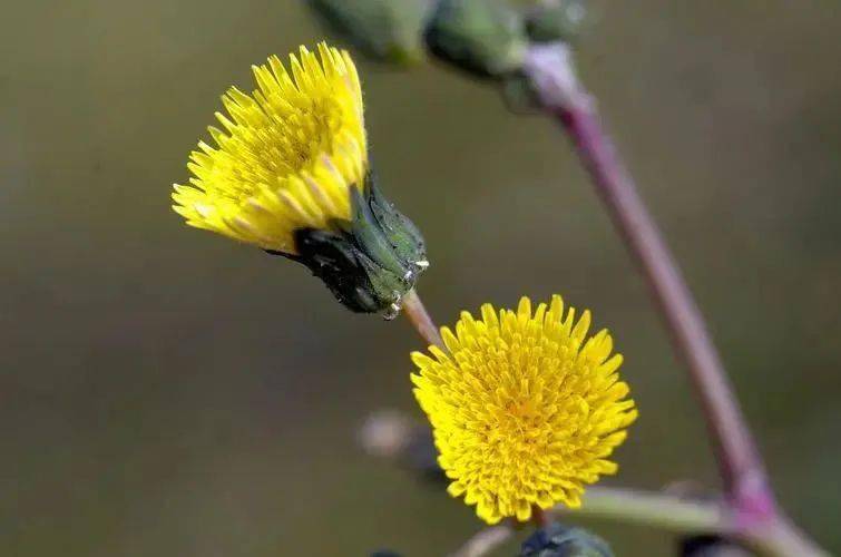 见字如晤丨丁娜