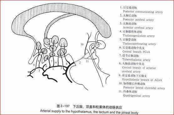 一,背側丘腦(thalamus)背側丘腦,下丘腦,基底節和內囊,垂體,脈絡叢及