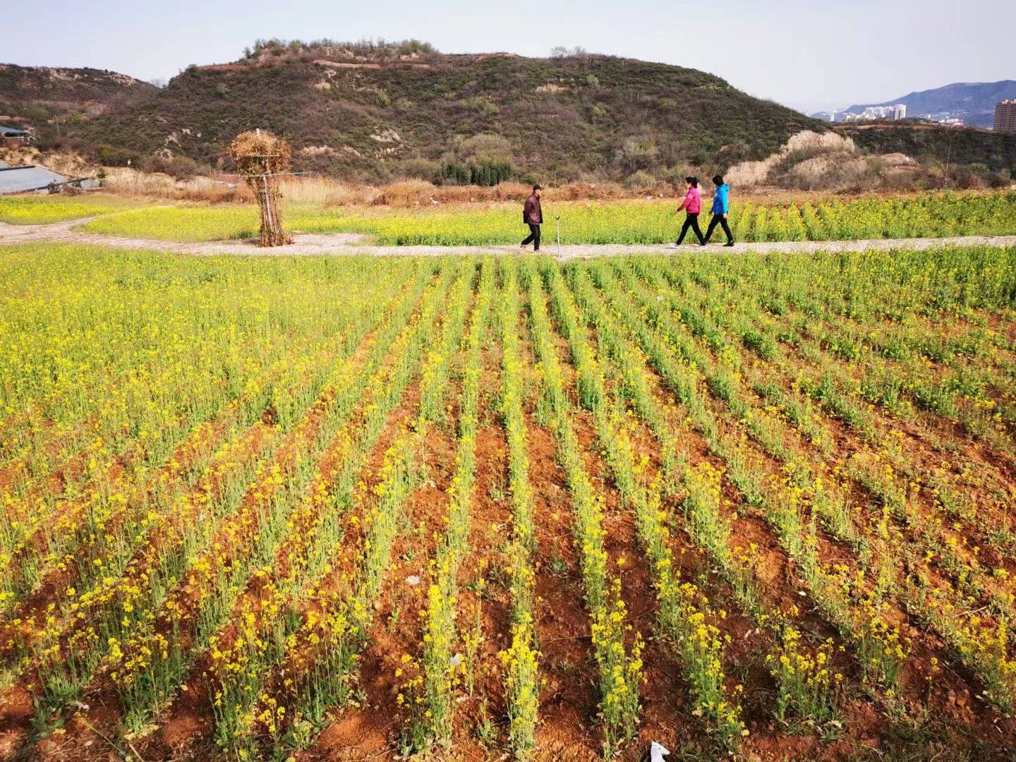 阳泉市民快来看石卜咀观光园油菜花开了