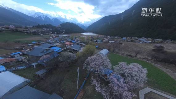 西藏林芝：冰川绿谷中感受春之韵
