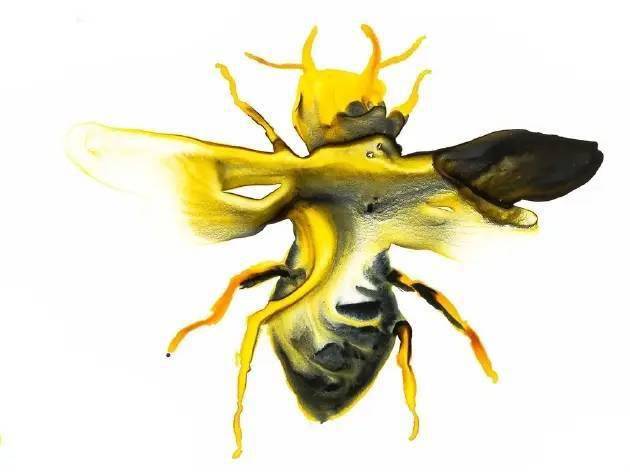 寻找全世界最大的蜜蜂