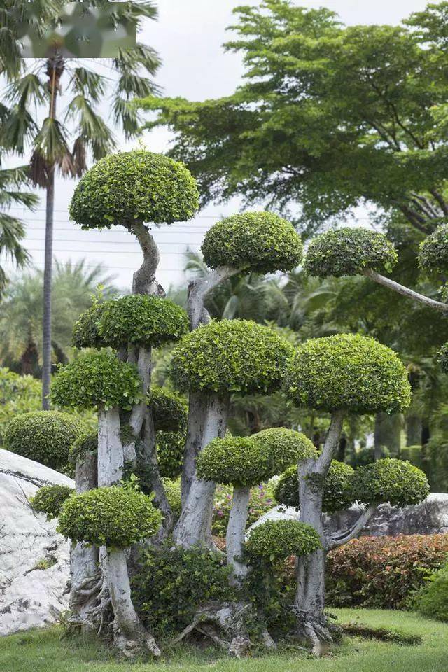 最全盆景树风格54张各类型盆景欣赏