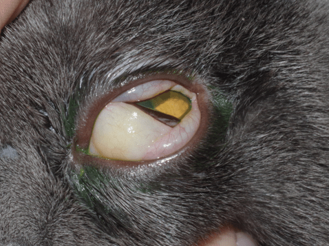 刚接回来几天的小猫咪眼睛长了个樱桃