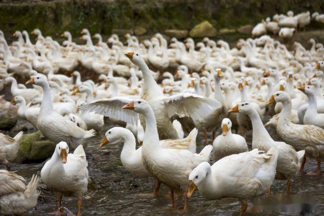 养鹅的都赚钱了分享几种养鹅方式