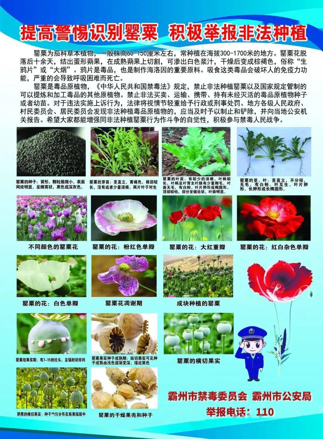 霸州禁止非法种植毒品原植物的通告