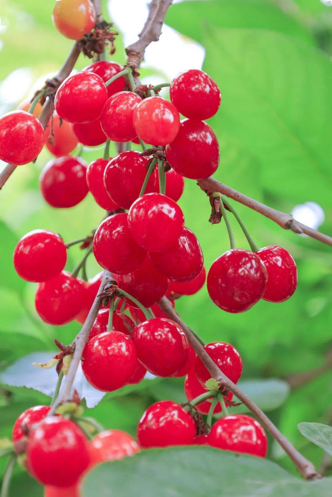 13880525193导航地址:原新民村村部我的田园樱桃品种:红妃樱桃入苑蜒