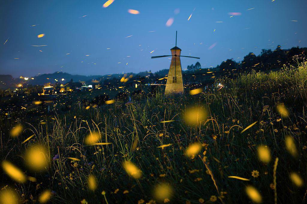 每年5月起,夜晚的萤火虫"小精灵"便活跃起来,形成一道靓丽的风景线.周