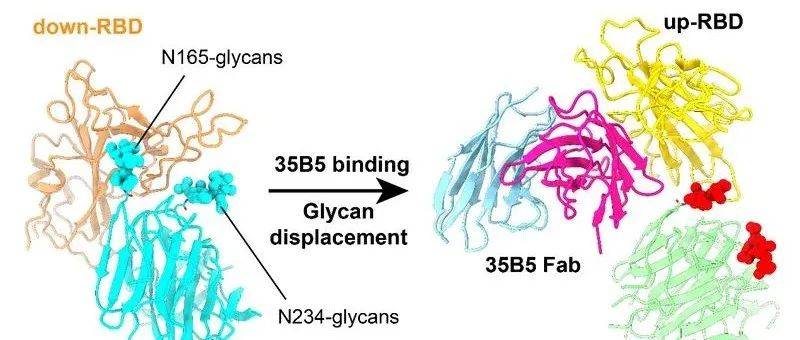 Cell Host & Microbe |浙大生研院朱永群团队揭示单克隆抗体35B5中和Omicron机制_Spike_实验_Omicron