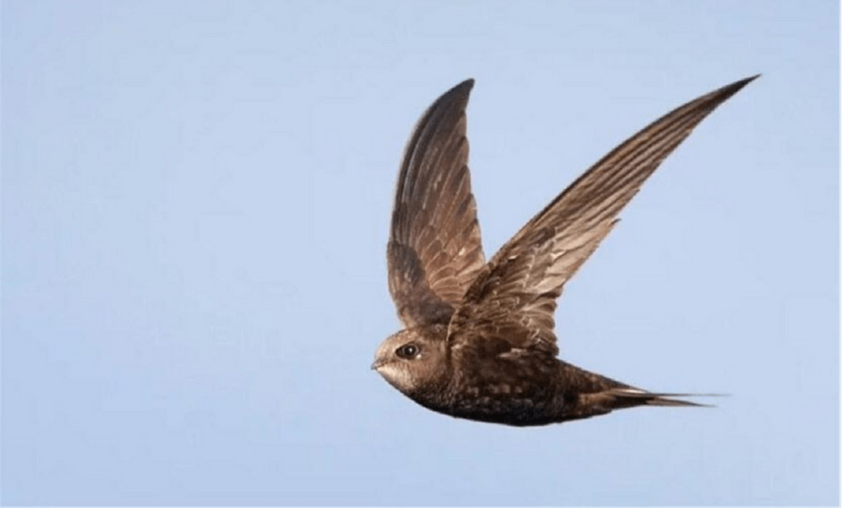 边飞边睡的雨燕，落地几乎等于送死，它们是如何繁衍后代呢？_搜狐网