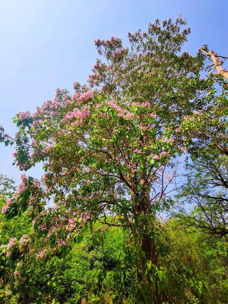 一棵开花的树楸树