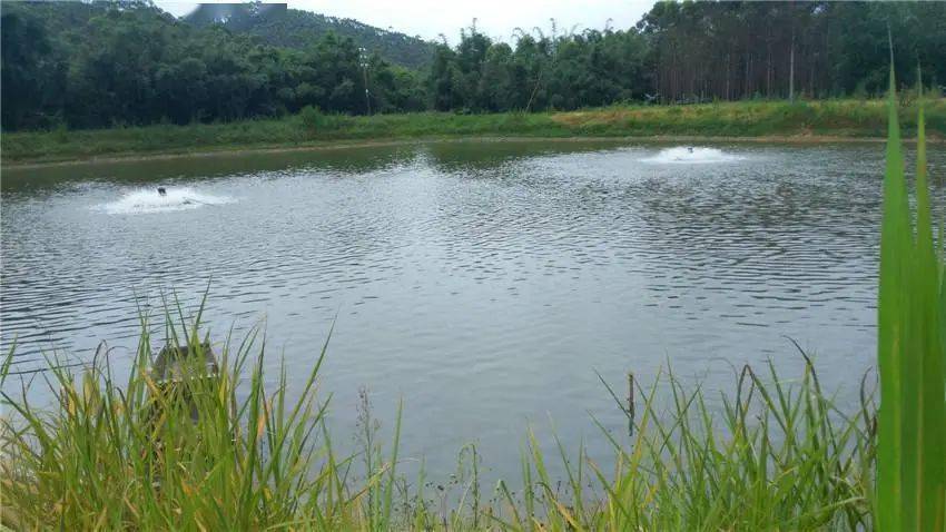 水产养殖者必备的水色判断技能你知道多少