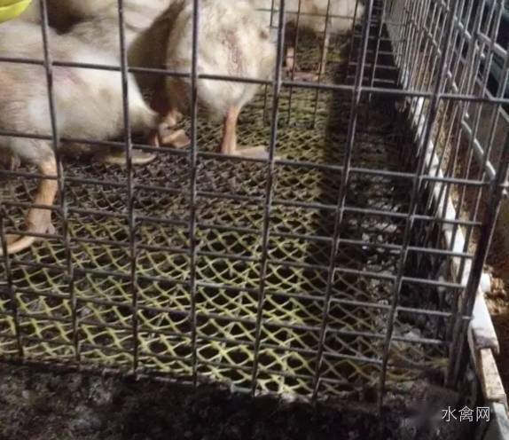 饮水器为乳头式每笼两个根据鸭的高低调整饮水器的高度分三层料槽棚内