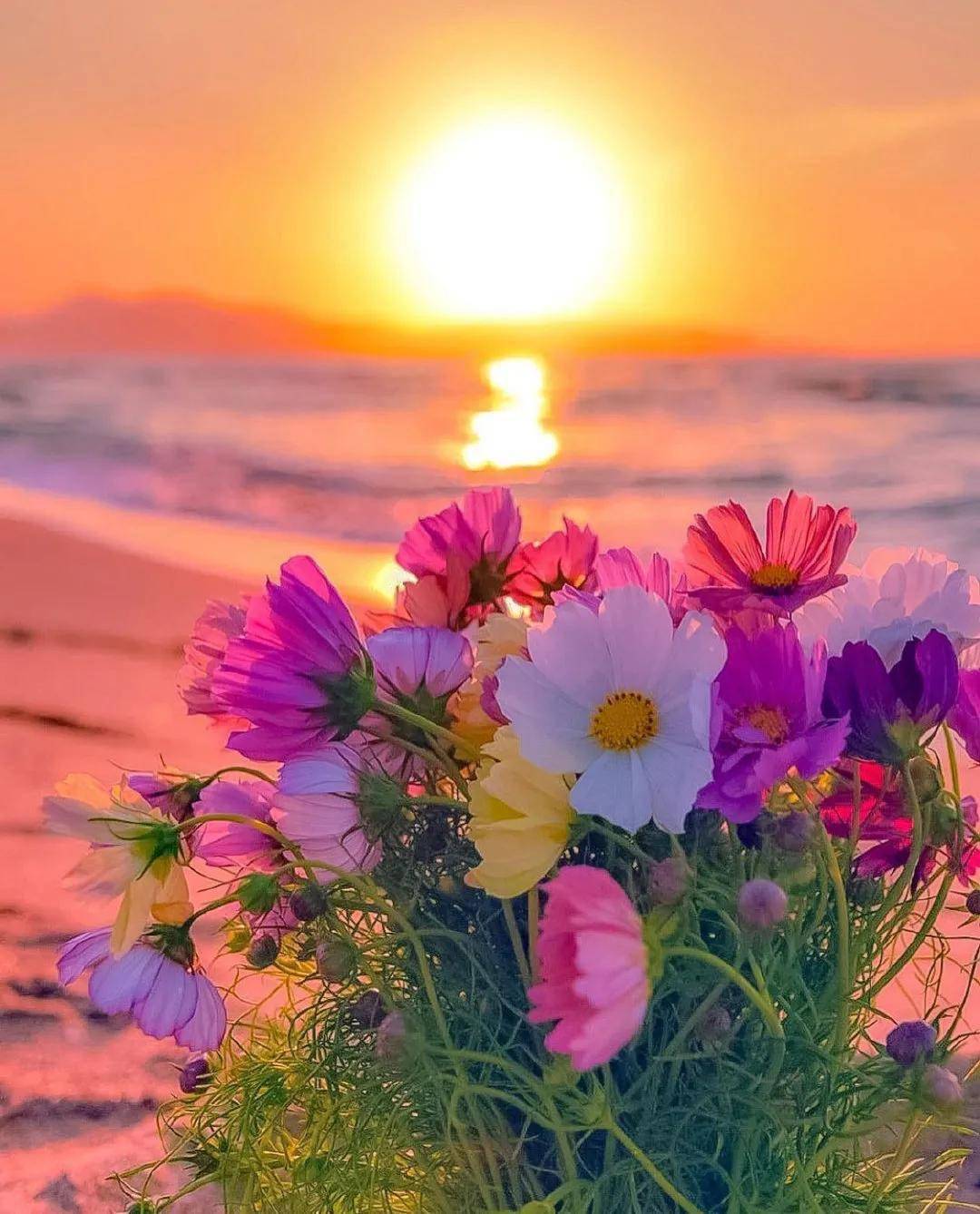 花与阳光意境图片海边图片