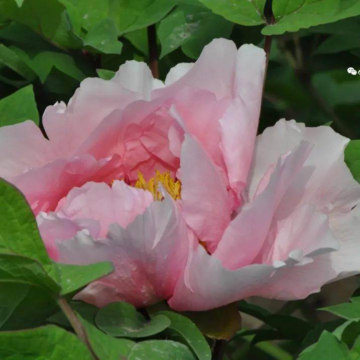 牡丹丛中笑——4月22日邀您与@博物达人偶遇景山公园_北京市_通票