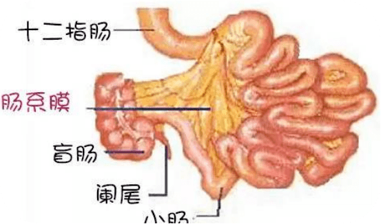 小儿肠系膜淋巴结炎的中医艾灸治疗方法附艾灸处方及穴位图片