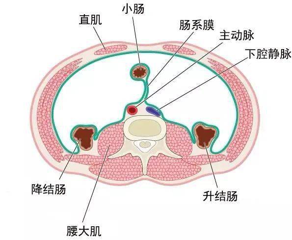 【干货】人人都需要了解的腰大肌的功能解剖,附动图