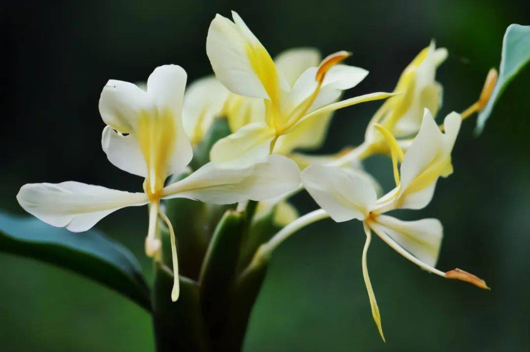 名家丨林清玄野姜花