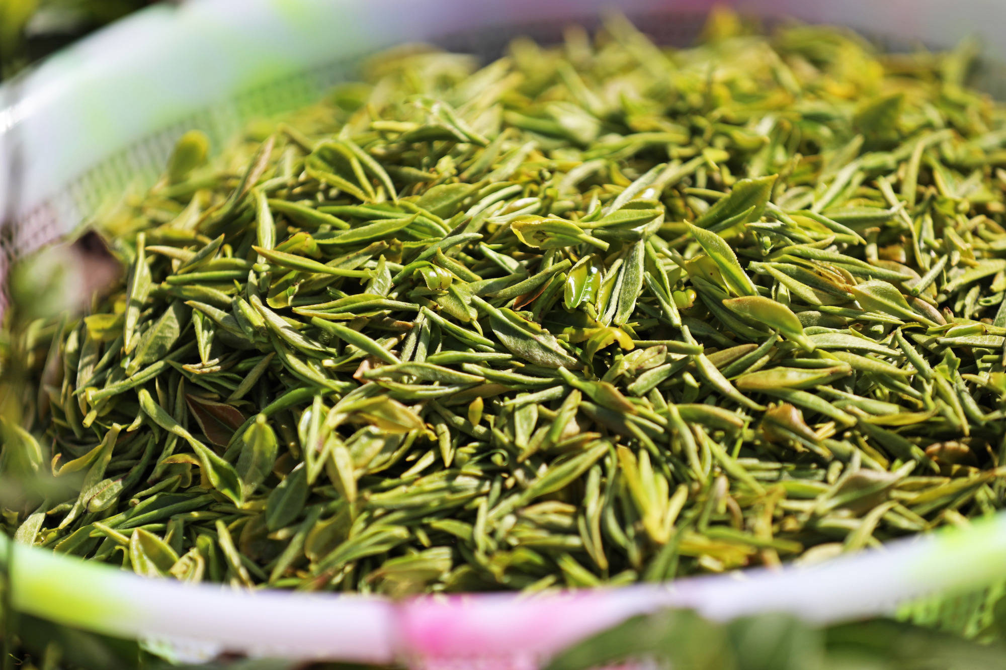 乡村振兴看彭水高山茶园美如画村民抢采谷雨茶