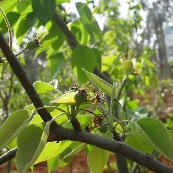 【栽培】梨树展叶至幼果期的用药推荐!_粉剂_落果_阶段