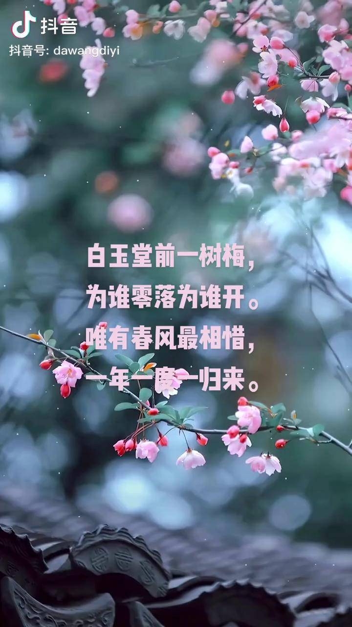 静看花开花落梅花白玉堂前一树梅为谁零落为谁开唯有春风最相惜一年一