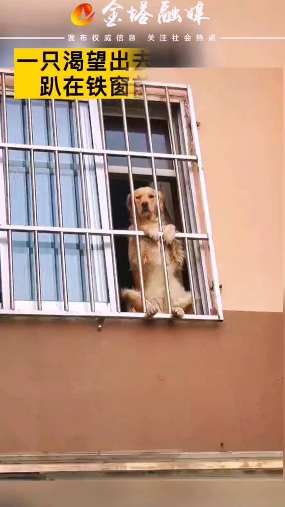 狗狗万物皆有灵性一只渴望出去玩的小金毛趴在铁窗前望眼欲穿疫情防控