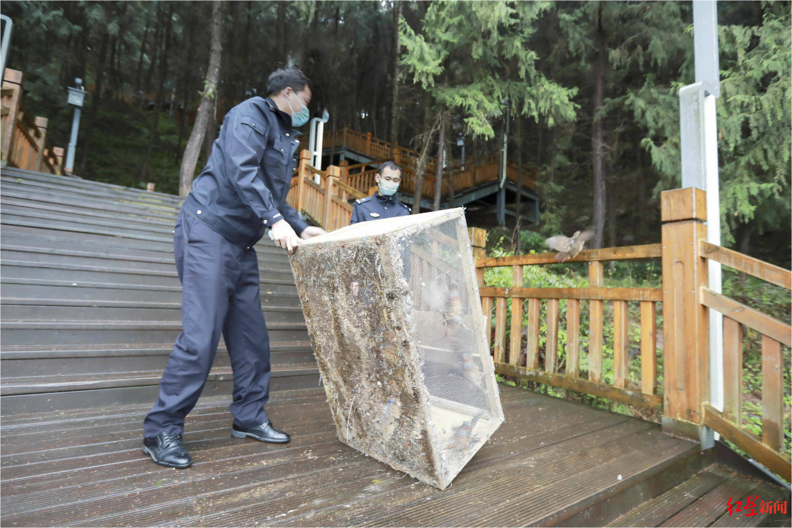 男子誘捕12只灰胸竹雞四川通江警方立案偵查