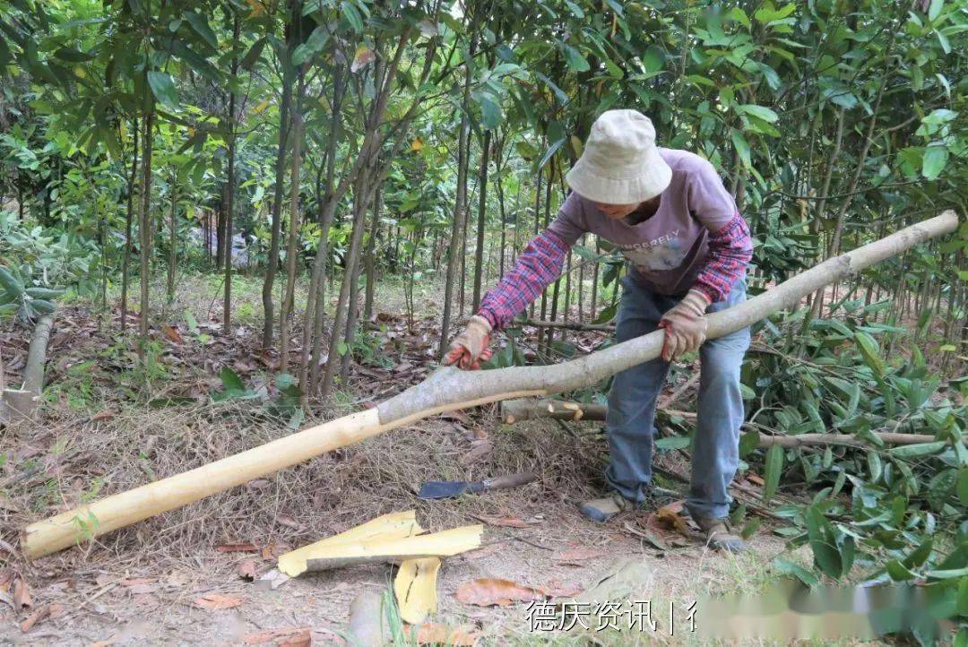 村民们正忙着砍桂树,剥桂皮,整个山村都