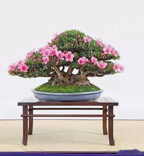 如峰山)▲室冈和英作品(品种:长寿宝)若以全部的杜鹃花品种而论,最受