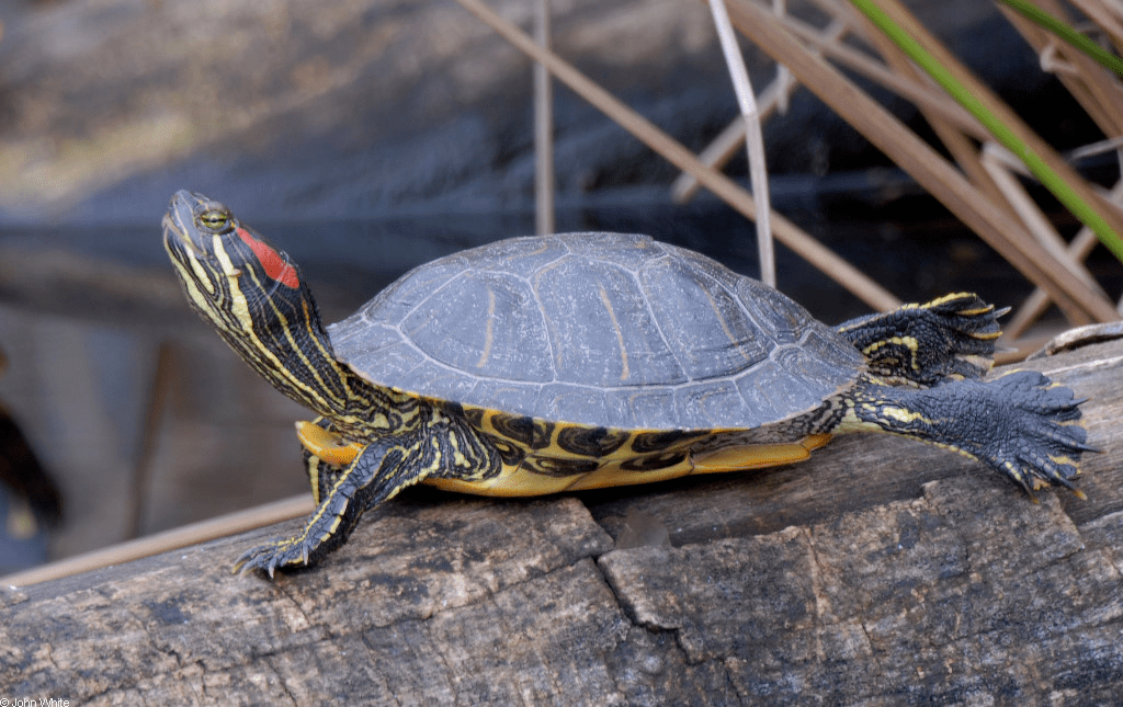 巴西彩龟成年图片