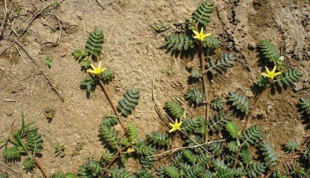 园林植物大学问:根和茎_变态_植株_直立茎