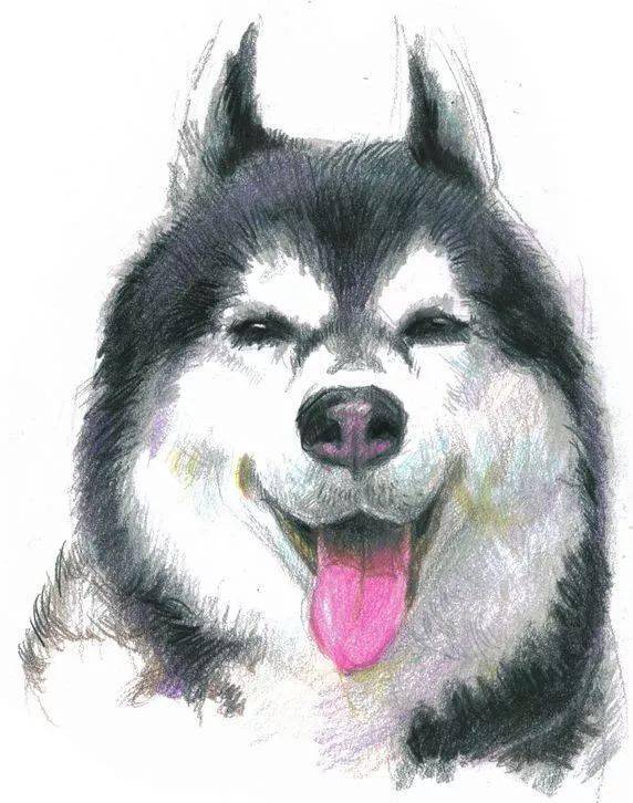 彩铅画入门 | 用彩铅画一只蠢萌蠢萌的哈士奇!
