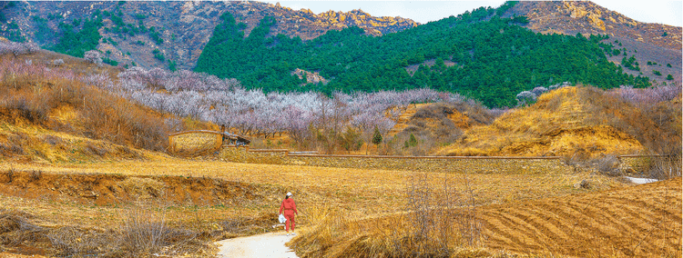 锦州:春色十里杏花香_翠岩镇_漫山遍野_崔治